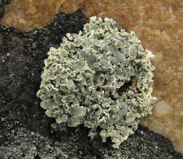 Image of rimmed navel lichen