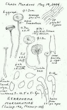 Image de unclassified Agaricomycetes