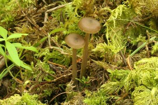 Image of Entoloma ortonii Arnolds & Noordel. 1979