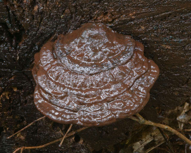 Image of Ganodermataceae