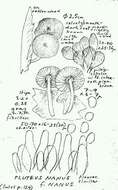 Image of Pluteus nanus (Pers.) P. Kumm. 1871