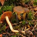 Слика од Cortinarius venetus (Fr.) Fr. 1838