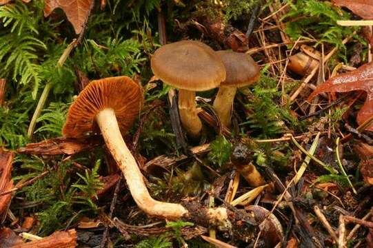 Image of Cortinarius venetus (Fr.) Fr. 1838