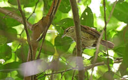 Image of Antioquia Wren