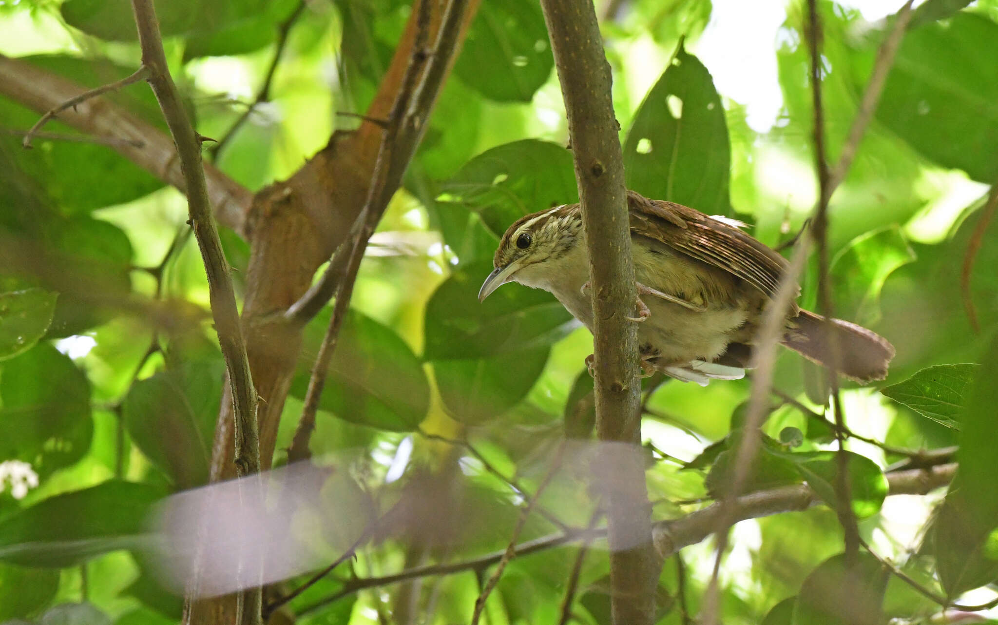 Image of Antioquia Wren
