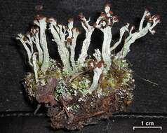 Image of cup lichen