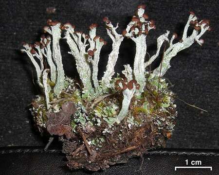 Image of cup lichen