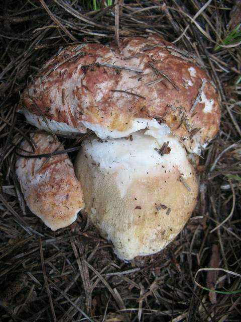 Sivun Boletus rex-veris D. Arora & Simonini 2008 kuva