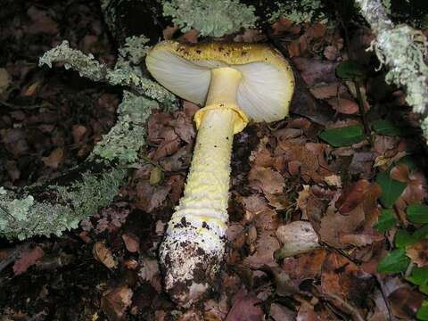 Image of Amanita augusta Bojantchev & R. M. Davis 2013