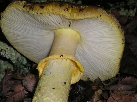 Image of Amanita augusta Bojantchev & R. M. Davis 2013