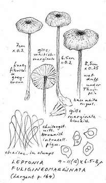 Image of Entoloma fuligineomarginatum Hesler 1974