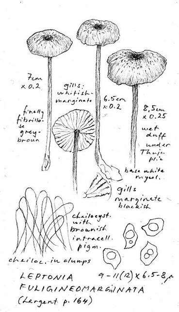 Image of Entoloma fuligineomarginatum Hesler 1974