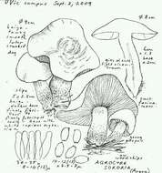 Agrocybe sororia (Peck) Singer 1978 resmi