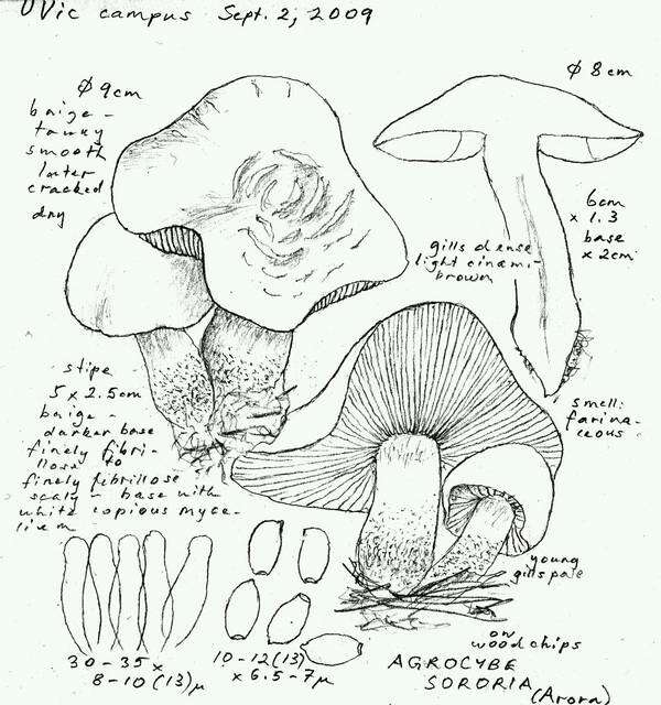 Agrocybe sororia (Peck) Singer 1978 resmi