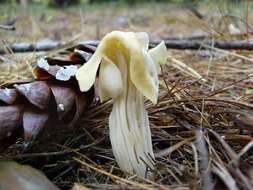 Helvellaceae resmi