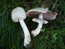 Image of Tufted Wood Mushroom