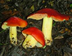 Imagem de Hygrocybe laetissima (A. H. Sm. & Hesler) Singer 1951