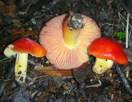 Imagem de Hygrocybe laetissima (A. H. Sm. & Hesler) Singer 1951