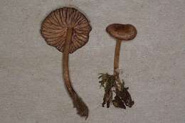 Image of Entoloma cystomarginatum (Largent) Noordel. & Co-David 2009