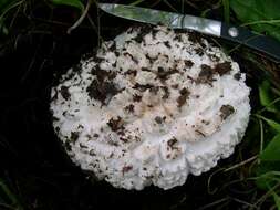 Image of Amanita magniverrucata Thiers & Ammirati 1982