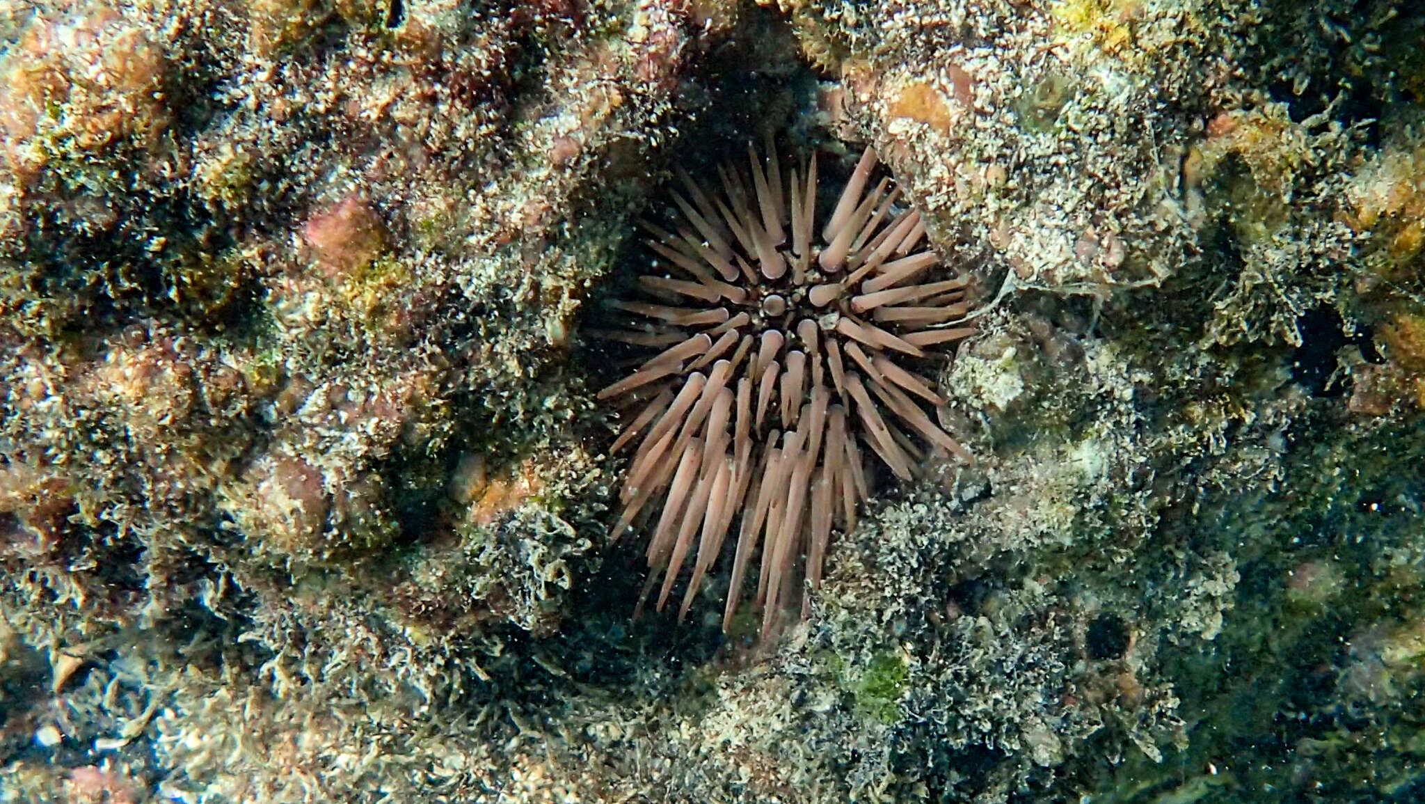 Image of Burrowing urchin