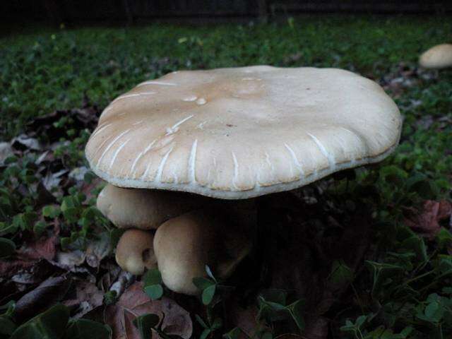 Image of Agrocybe