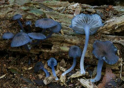 Image of Entoloma melanocephalum G. Stev. 1962