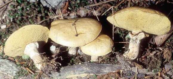 Image de Suillus acidus (Peck) Singer 1945