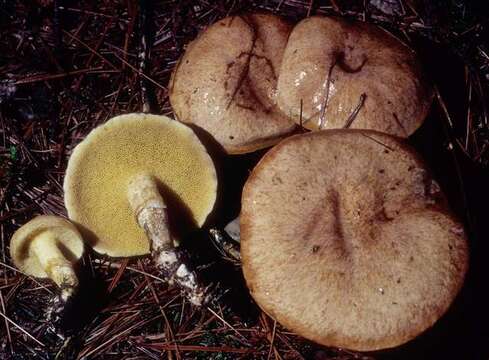 Image of Suillus acidus (Peck) Singer 1945