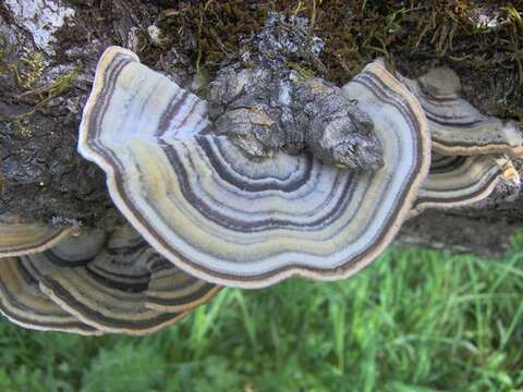 Image of Trametes