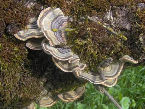 Image of Trametes