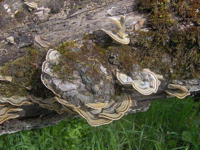 Image of Trametes