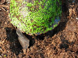 Image of American Red-bellied Turtle