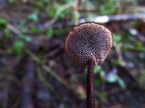 Imagem de Auriscalpiaceae