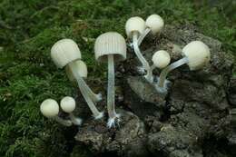 Image of Coprinellus