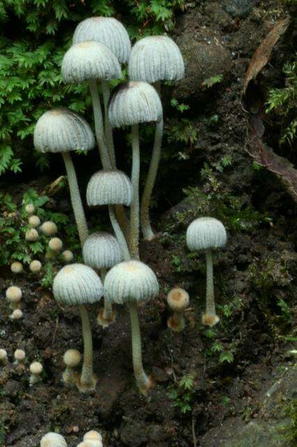 Image of Coprinellus