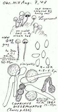 Image de Coprinellus