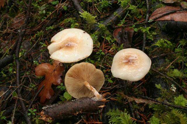 Image de Pholiota decorata (Murrill) A. H. Sm. & Hesler 1968