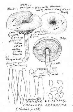 Image de Pholiota decorata (Murrill) A. H. Sm. & Hesler 1968