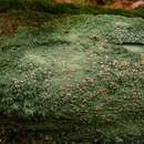 Image of Candy lichen