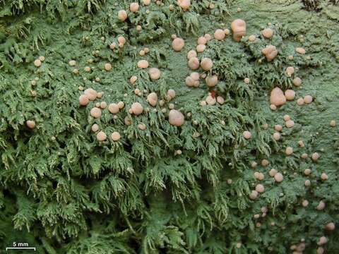 Image of water lichens, whiteworm lichens, and allies