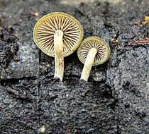 Image of Simocybe