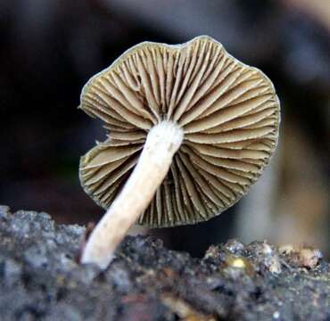 Image of Simocybe