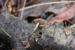 Image de Simocybe