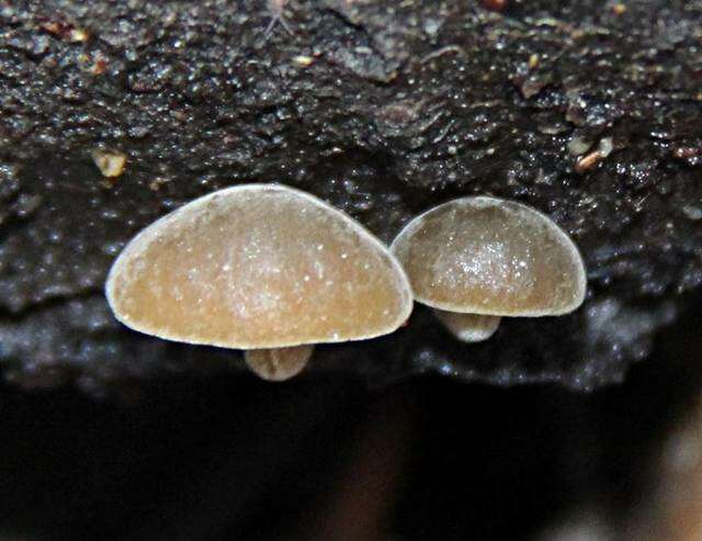 Image de Simocybe