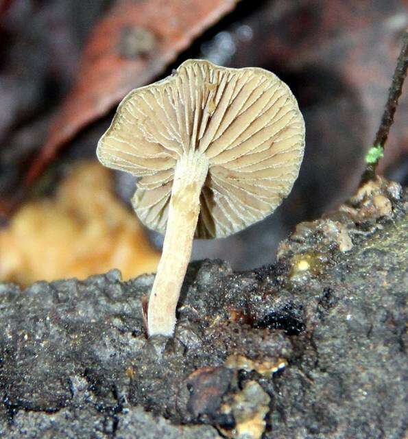 Image de Simocybe