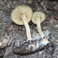 Image de Simocybe