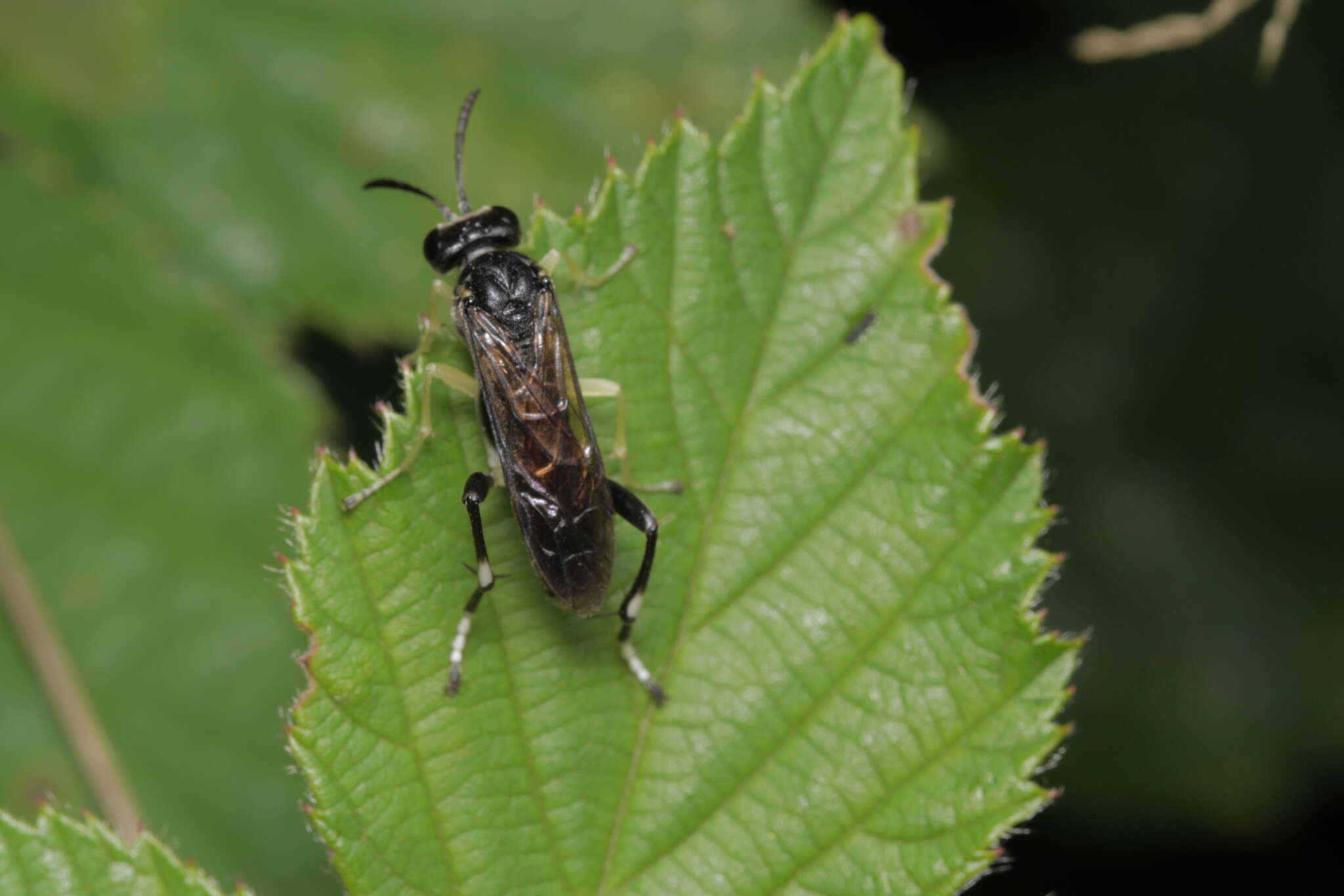 Image of <i>Macrophya montana</i>