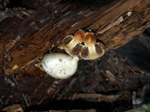 Image of Pholiota