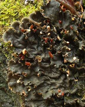 Image of felt lichen